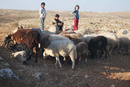 Dernières informations sur Susiya et appel à action